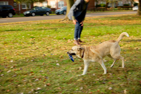 Promotional Fetch-It Dog Toy
